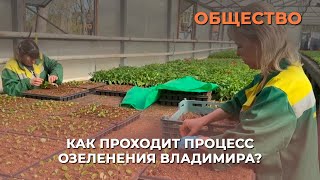 Как проходит процесс озеленения Владимира?