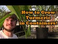 How to Grow Turmeric in Containers (Grocery Store Growing Ep. 10)