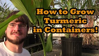 How to Grow Turmeric in Containers (Grocery Store Growing Ep. 10)