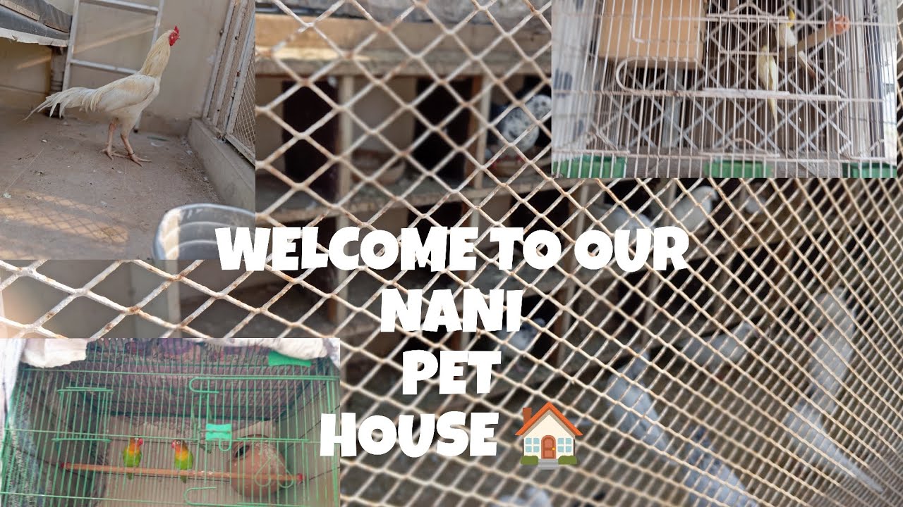 WELCOME ❤️ TO OUR NANI PET 🐶 HOUSE 🏡 ( Najaf Abbas Vlogs)