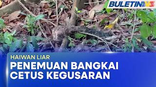 HAIWAN LIAR | Harimau Kumbang Dikesan Di Kawasan Kuarters Hospital Gua Musang (BU)