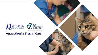 Anaesthesia Tips in Cats