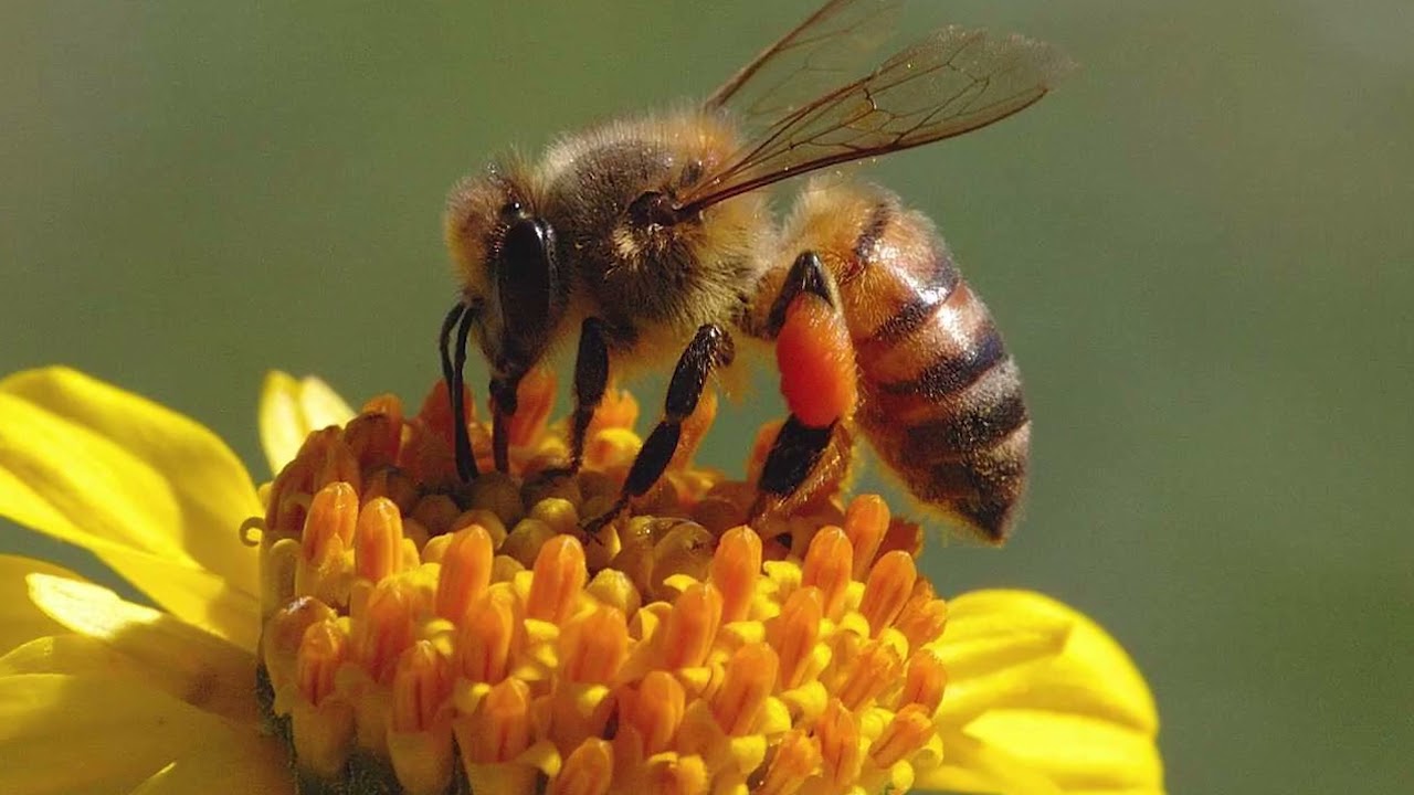 HBRI | Honey Bee | Honey Bee Research NARC