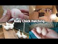 택배로 닭알 구입해서 부화 후 알까지 받아 보기ㅣChicken hatching from egg incubator