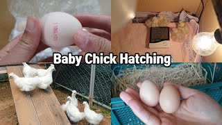 택배로 닭알 구입해서 부화 후 알까지 받아 보기ㅣChicken hatching from egg incubator