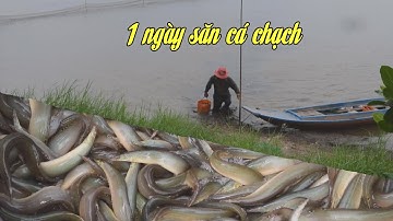 Mekong  - 1 ngày săn cá chạch trên cánh đồng mùa nước nổi