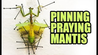 Pinning Carolina Praying Mantis