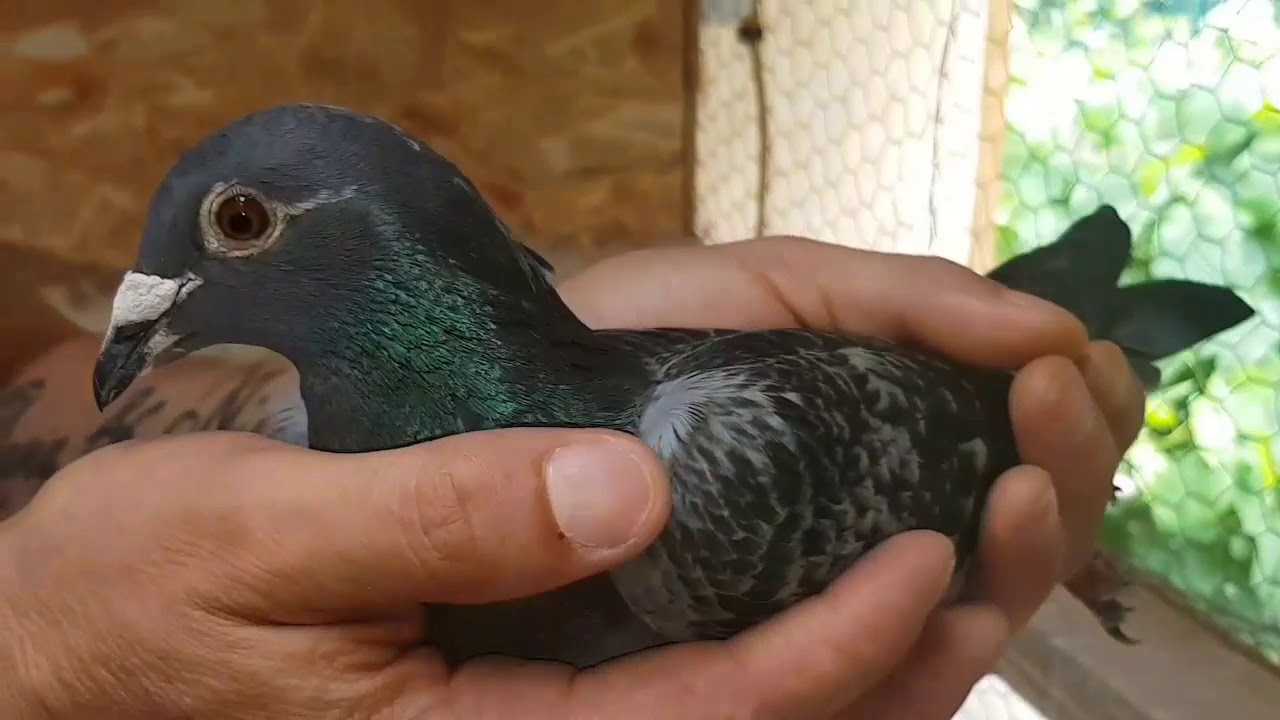 SUPER SOSIRI ZIUA 2 !! APROAPE EFECTIV COMPLET !! MARATON HARKOV + FOND NOVHORODKA