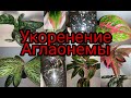 Аглаонема, простой способ укоренения