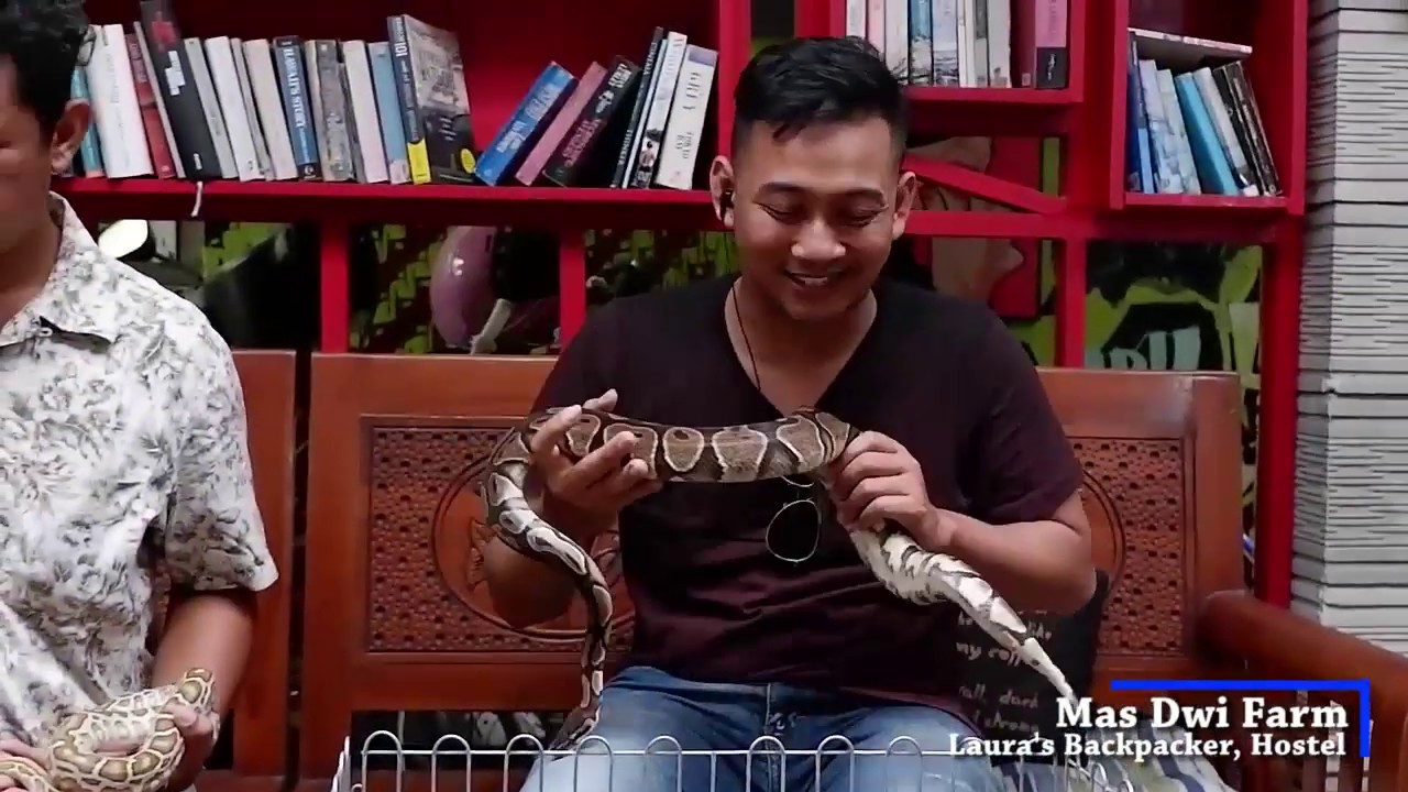  Hewan  Peliharaan  anti mainstream Belajar Reptile  PART 