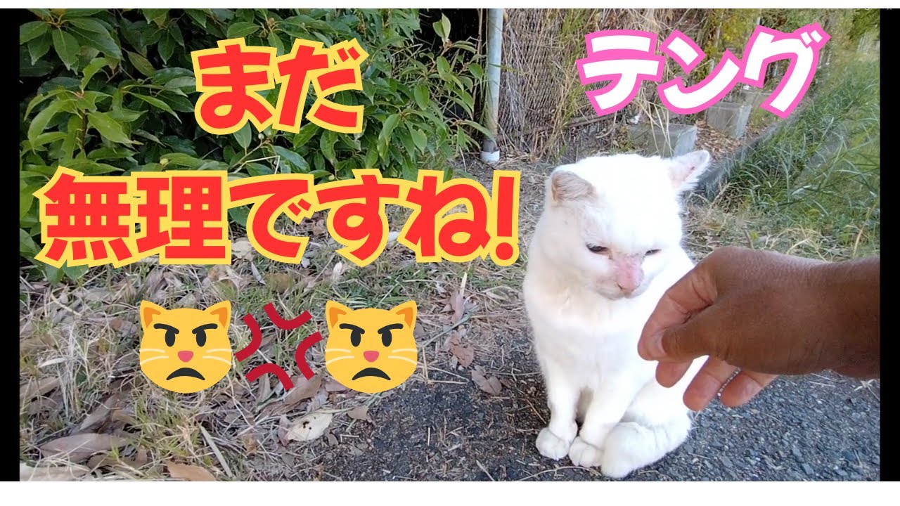 【地域猫】まだ無理ですね！😾💢😾11月撮影分のパート16です😺