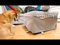エアビーで夜更かししていたら、新しい遊びを発見した柴犬たち【4K】バンクーバー&オソヨースの旅