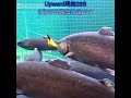 ３月20日発売予定　Upward残無28Sボディが小さいのに、どなたでも遠くに飛ばせるんです　#fishing #lure #ZANMU