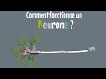 9  le neurone 23   comment fonctionne un neurone 