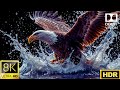 FLAWLESS 8K HDR VIDEO | Dolby Vision Ultra HD 120fps Experience