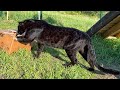 Unboxing with Luna the panther and Venza 😸(ENG SUB)