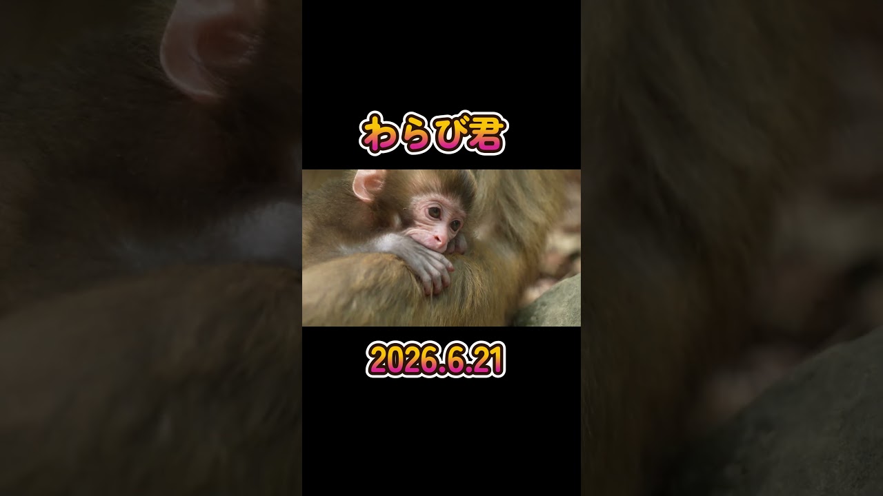 わらび君 2026.6,21 #monkey #赤ちゃん #shorts - YouTube