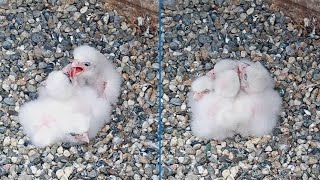 Cal Falcons: Four fluffy falcon chicks confab while Annie & Archie sort brunch 🐥🐥🐥🐥 2024 Apr 25