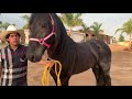 Un dia en el rancho trabajando el caballo capricho