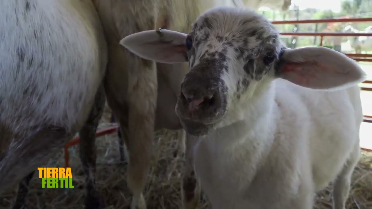 Tierra Fértil Tv - Alta genética y rendimiento en borregos Pelifolk (10.02.24)