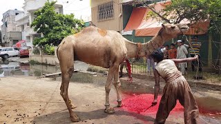 Best Camel Qurbani on Eid ul adha 2022   Today Dangerous Camel Qurbani 2022