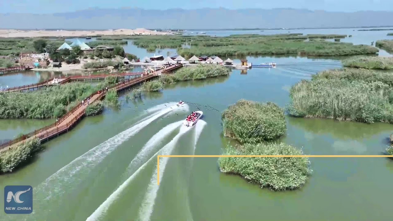 Taking a break with style: Wild geese ride shotgun on speedboats in NW ...
