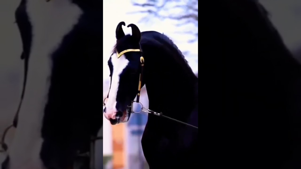 CHAMPION STALLION DEVRAJ RANIA SIRE BY LEGENDARY STALLION DILBAGH RANIA 