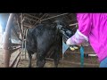 Pulling a Calf with a Surprise at the End!