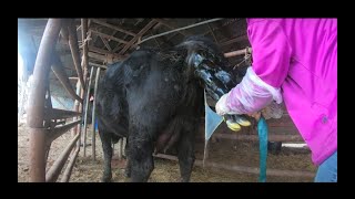 Pulling a Calf with a Surprise at the End!