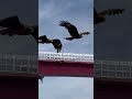 Fly High Eagle #japan #traveldestinations #asiantravel #aviation