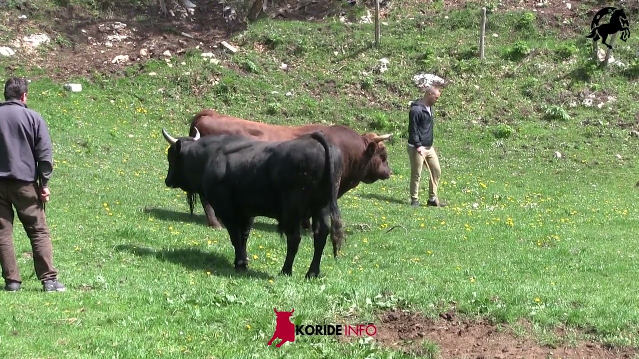 Ždralonja i Zmaj - Korida kod Radje - Šehovci 01.Maj.2022