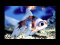 Самые распространенные и неприхотливые аквариумные рыбки/The most undemanding aquarium fish