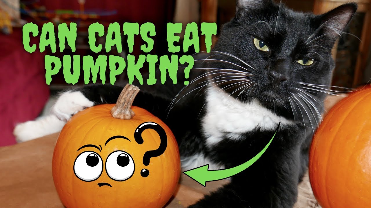 can-cats-eat-pumpkin-youtube