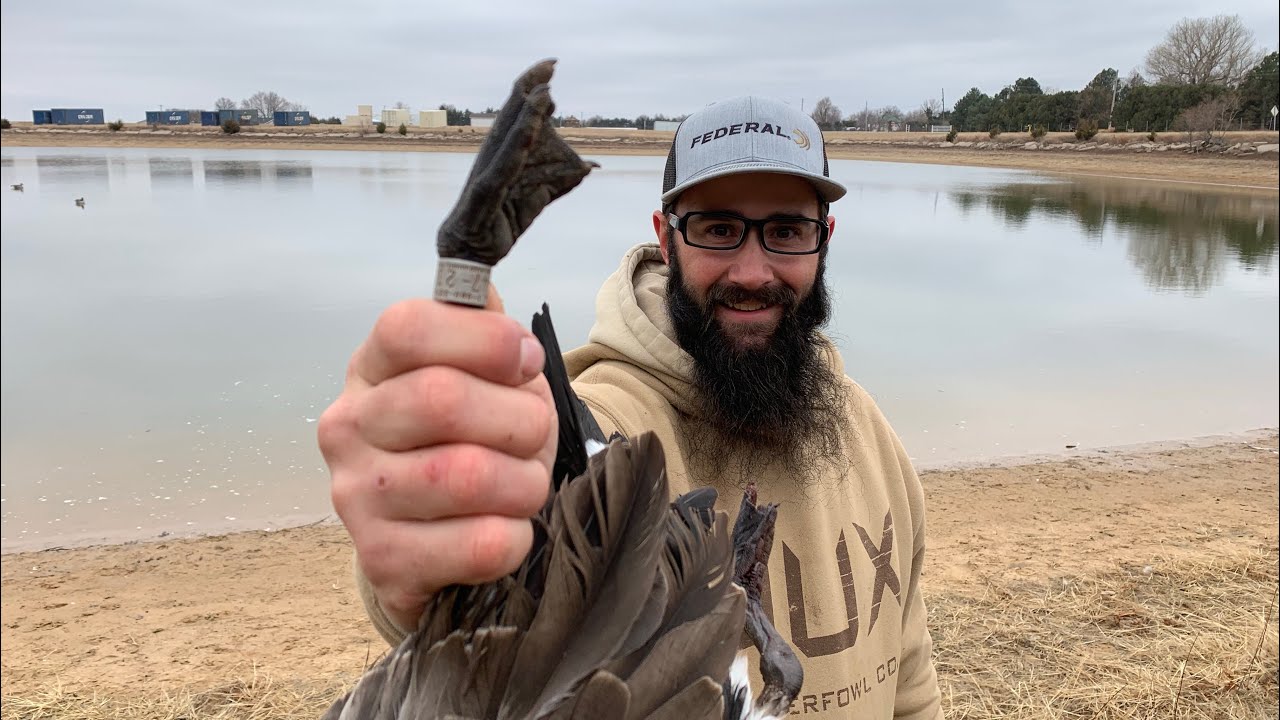 Banded Goose from my Farm Pond Lease!!! (Plus Coyote Trapping) - YouTube