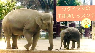 ウタイちゃん アルンに爪研ぎレッスン【上野動物園  象  アジアゾウ 】Asian elephant