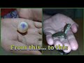 Softshell turtle eggs development and hatching