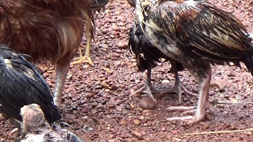 NTUJ LOS NAG LOJ HEEV HLUB QAIB KAWG LI THIAB