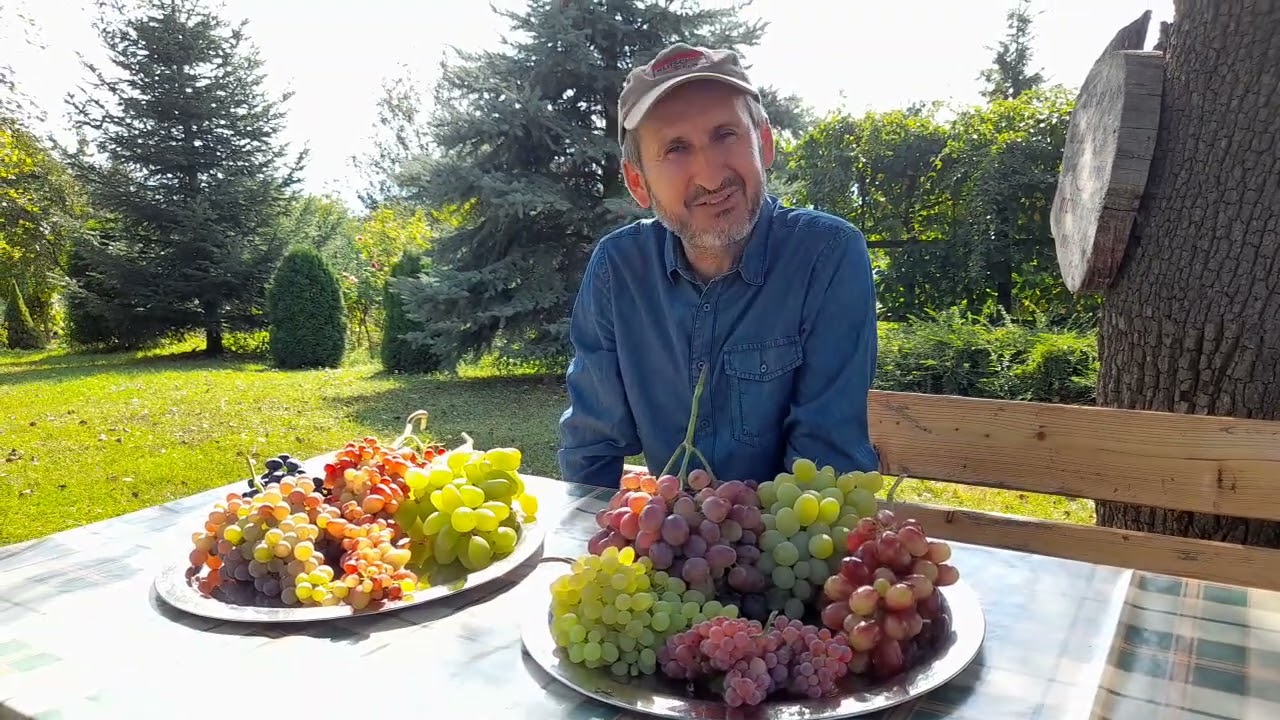 Cativa struguri mari si deliciosi obtinuti la munte   2025 septembrie