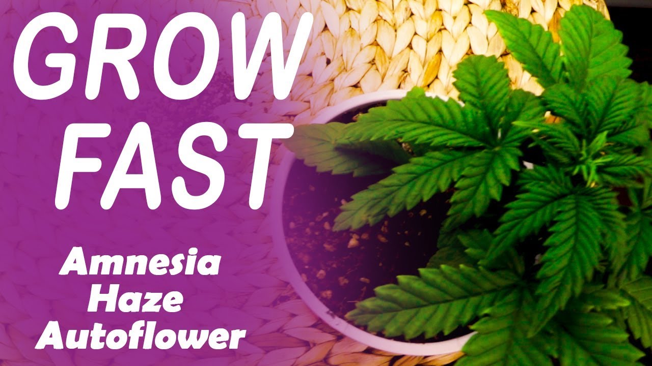 Grow Fast Autoflowers--Amnesia Haze and Critical Purple (3 week seedlings)