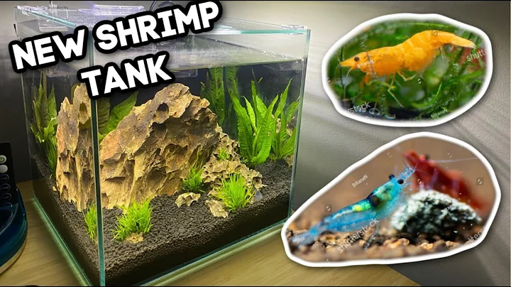 Can I put shrimp in a 3 gallon tank? [Solved] (2022)