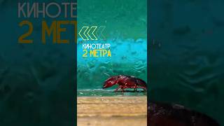 🌴Переехать в Батуми — значит выбрать свободу.