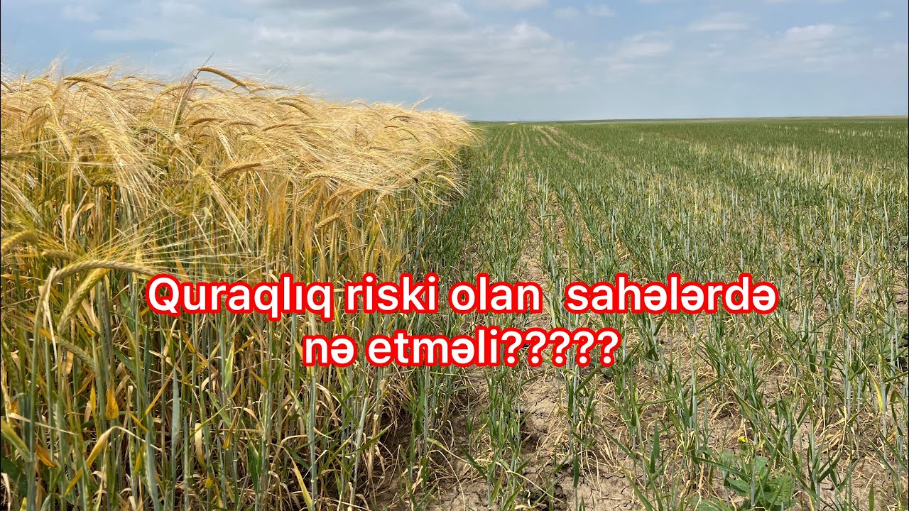 Quraqlıq riski olan ərazilərdə taxıl bitkiləri əkdiyiniz zaman bu məsələlərə mütləq diqqət yetirin!