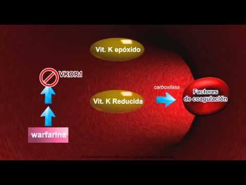 Farmacocinetica Warfarina