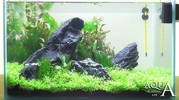 Aquascaping Lab - Tutorial Natural Iwagumi Aquarium "Scottish Grass" (size 40x25x25H 25L)