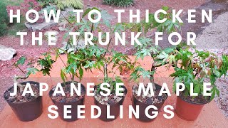 How to Thicken the Trunk for Japanese Maple Seedlings