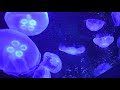 Nature Namaste | Moon Jellies