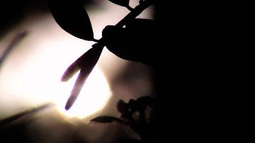 brodo::the future you had tomorrow