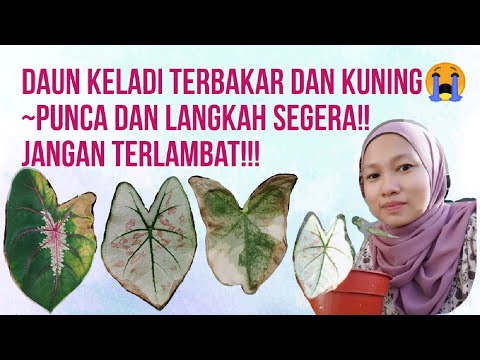 Video: Mengapakah daun pokok sembahyang saya bertukar menjadi coklat?