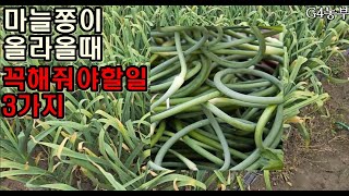 마늘종이 올라올때 꼭해줘야할일 3가지 #마늘쫑
