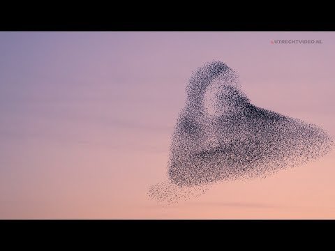 Dutch Starling Murmuration